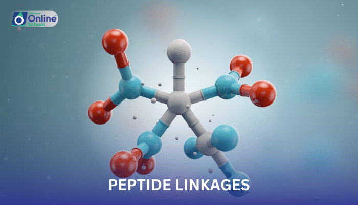 Lesson 13: Peptide Linkages